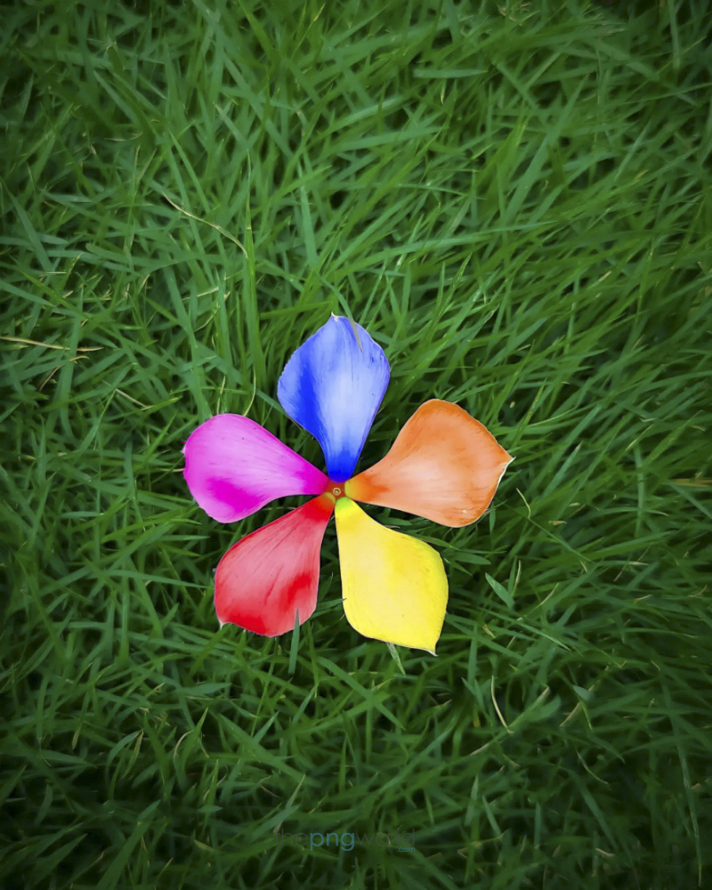 Multi Color Flower HD Image multi color flower, colored flower, flower, flower for banner. HD flower, garden, lawn